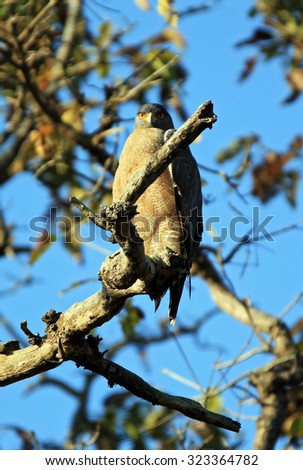 Crested Serpent Eagle (Spilornis Cheela) on a Branch, Looking into the Camera. Kanha National Park, Madhya Pradesh, India