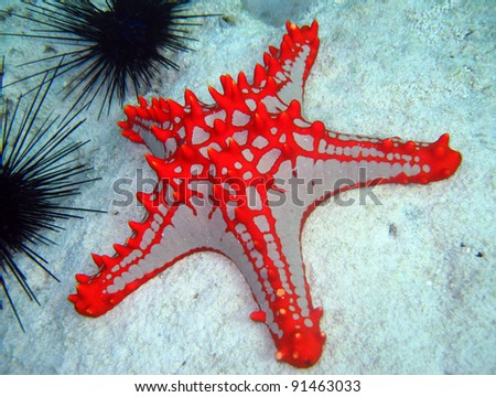 Horned Sea Star, Nungwi, Zanzibar, Tanzania