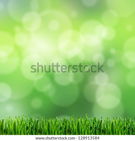 Background Grass / Grass sky / Background grass scene / Grass scene spotlight
