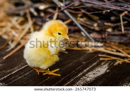 small chicken on a wooden floor in the hay