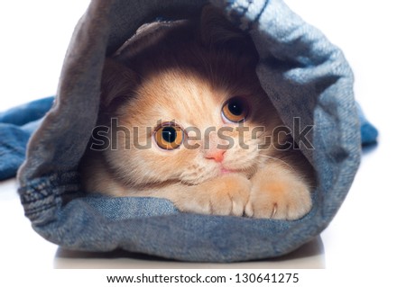 the red kitty is in one trouser-leg of blue jeans on a white background