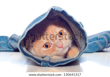the red kitty is in one trouser-leg of blue jeans on a white background