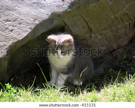 pet kitten focuses intently from shadow of sheltering rock