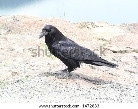 the raven is a wily schemer, not a bird-brain