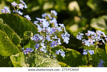 forget-me-not flowers (me-nots)