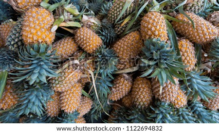 Image, Stock Photo Pineapples negombo sri