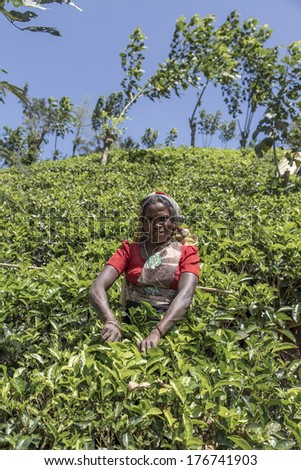 NUWARA, SRI LANKA - JANUARY 26, 2014: Unidentified woman working on the tea plantation in Nuwara, Sri Lanka. Sri Lanka is the world\'s fourth largest producer of tea.