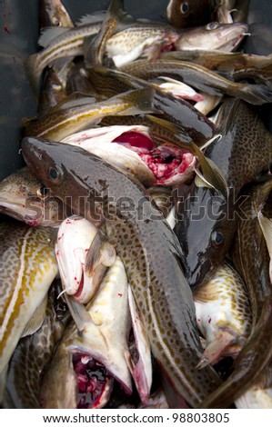 Deep sea fishing. The catch of cod. Poland