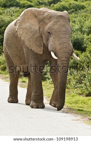 large male elephant walking on a tar road in a reserve