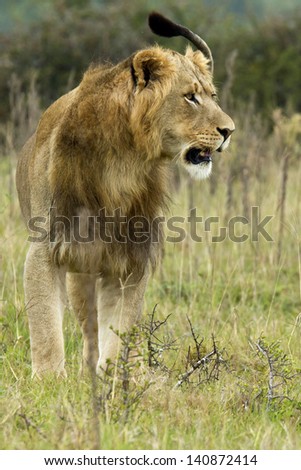 young male lion standing and staring into the distance