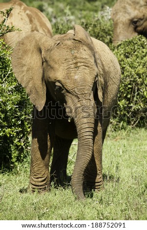 young elephant standing and eating grass away from its family