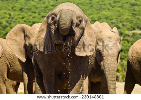 Large elephant standing and drinking at a water hole with water dripping from its mouth