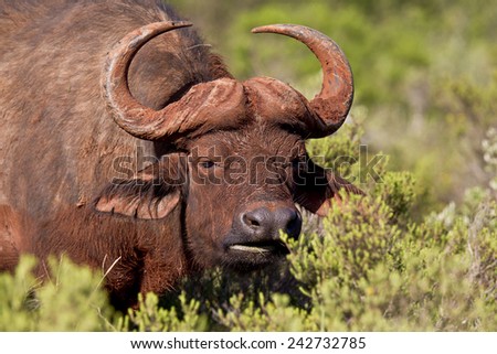 Large mud covered buffalo standing and eating from the foliage of a shrub