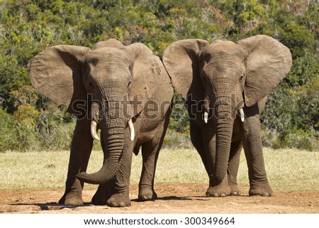 two young elephants standing and pushing each other from side to side
