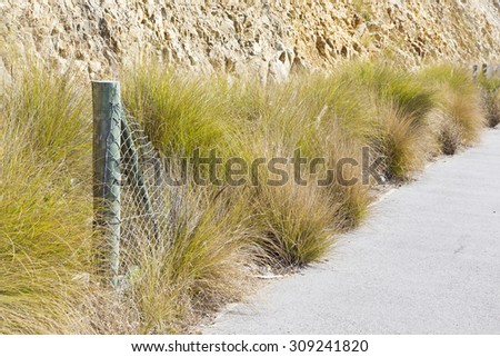broken fence with old dry long grass along a cement pathway