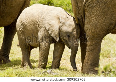 young elephant standing and pushing against its mothers legs with its head
