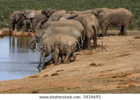 herd of elephants having a drink at a waterhole
