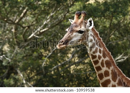 giraffe standing and staring into space