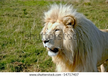 male white lion staring at some prey