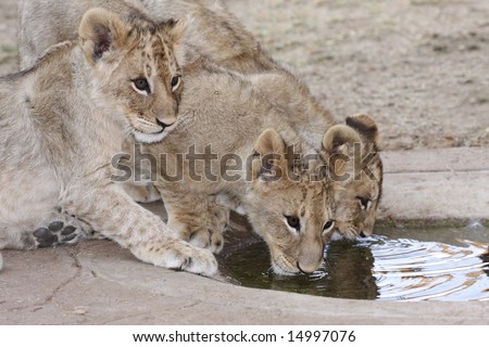 young lion cubs having a long drink
