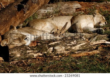 two large female lions sleeping in the late afternoon