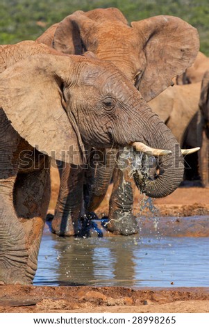 Male elephant having a refreshing drink on a hot day