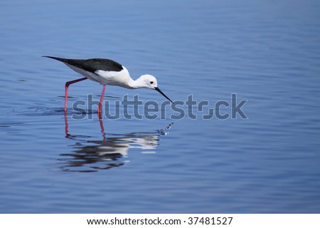 black winged stilt walking through the water looking for food