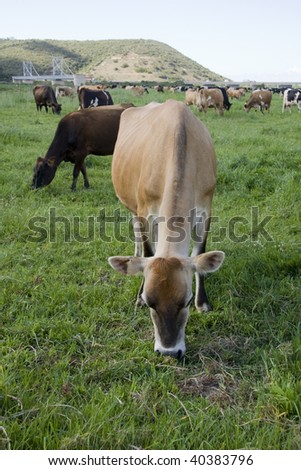 cows grazing in some lush long green grass