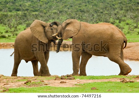 two male elephants playing at a water hole