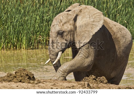 Elephant after a long wet mud bath