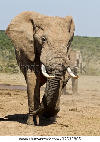 Large male elephant walking away from a watering hole
