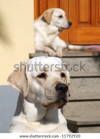 Two white dogs in front of a house\'s door