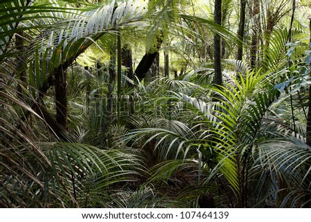 Lush foliage in rain forest