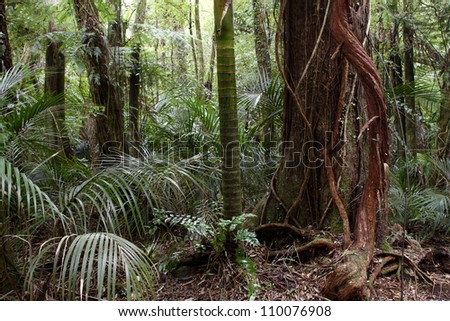 Lush foliage in tropical jungle