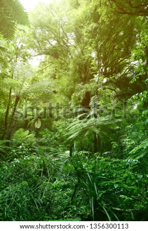 Tree Canopy