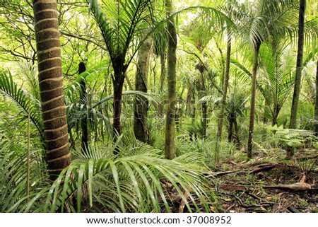 Tropical Forest Stock Photo 37008952 : Shutterstock