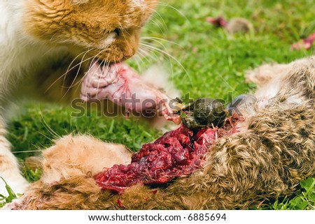 A domestic cat tucks into a meal of a freshly caught rabbit. The cat consumed most of the internal organs first.