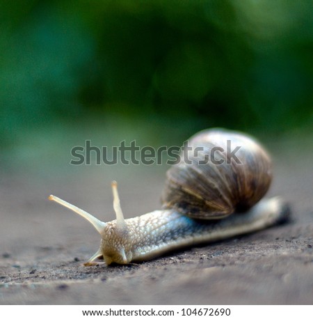 Close-up of burgundy snail walking on the leaf; also known as Roman snail, edible snail or escargot