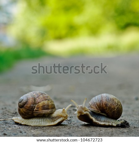 Romantic meet and kissing between of burgundy snail , Close-up outdoor