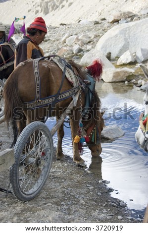 A donkey cart stopped for the horse/donkey to quench its thirst on the way back from Mount Everest Base Camp to Rongphu Monastery, Tibet, China.