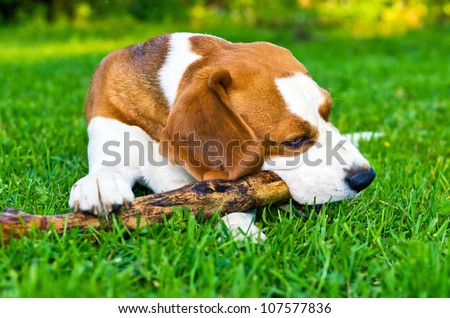 The dog plays with a stick on a lawn