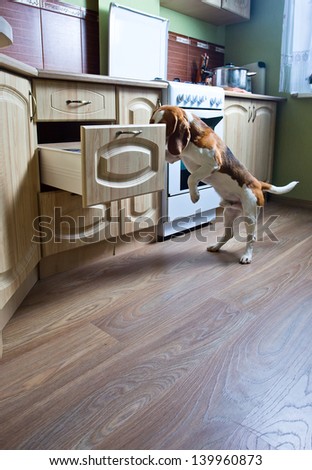 The dog in kitchen searches for something tasty.