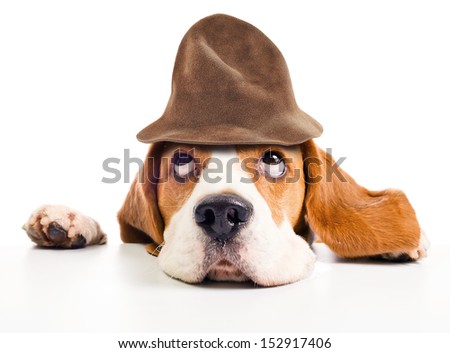 beagle  in wizard hat isolated on  white background