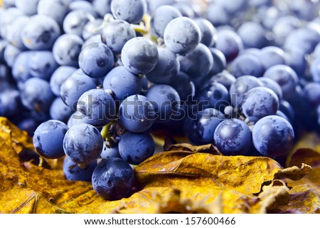 New crop of grapes for wine manufacture