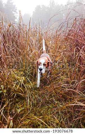beagle in the foggy morning in forest