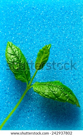 leaves of peppermint  on a blue sponge