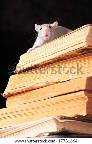 Rat  in library, focus on head