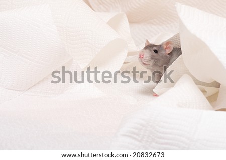 cute rat on a white napkin