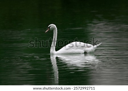 Similar – Foto Bild Spiegelung 1. Ein Schwan alleine im dunklem Wasser. Er reflektiert sich. Nur ein paar Blätter schwimmen auf dem Wasser.