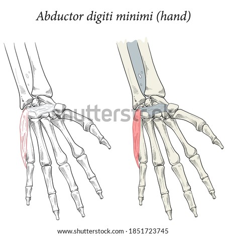 Medical illustration of the superficial muscle of the hand and is associated with the hypothenar (fifth digit) eminence. Specialized images for medicine, student learning, and sports science.
